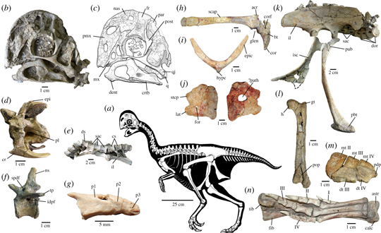 Key fossils associated with Oksoko avarsan.