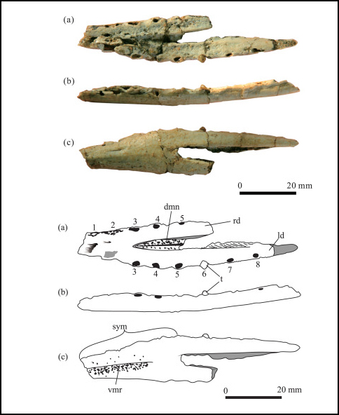 Ordosipterus planignathus (holotype IG V13-011) with line drawings.