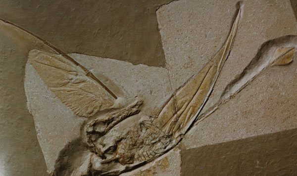 Rhamphorhynchus fossil (R. muensteri)