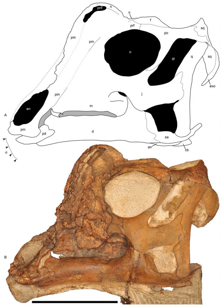 Interpretive drawing and photograph of baby Parasaurolophus skull.