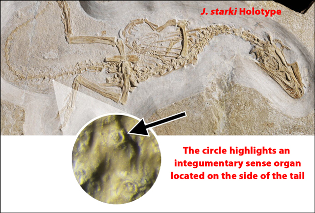 Identifying integumentary sense organs in the Juravenator holotype specimen.