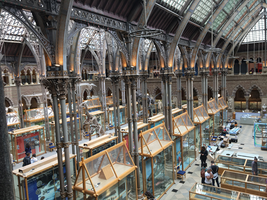 The Oxford University Museum of Natural History (interior).