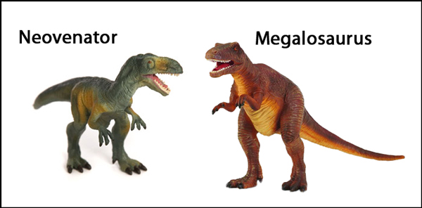 The CollectA Neovenator and Megalosaurus dinosaur models.
