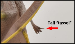 The tail tassel on the CollectA Deluxe Pteranodon model.
