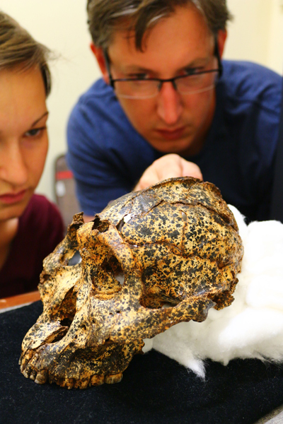 PhD student Jesse Marting and Dr Angeline Leece examine the Paranthropus skull.
