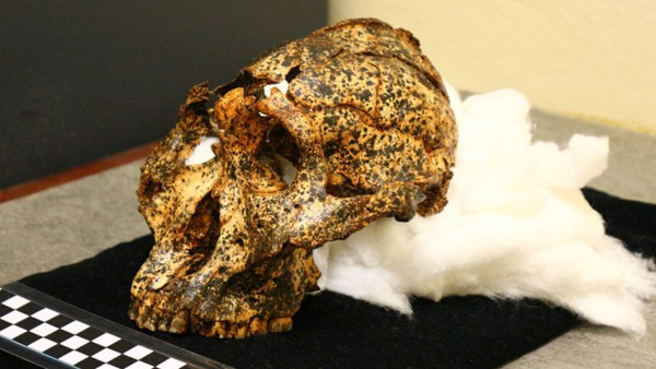 Paranthropus robustus skull fossil from South Africa.