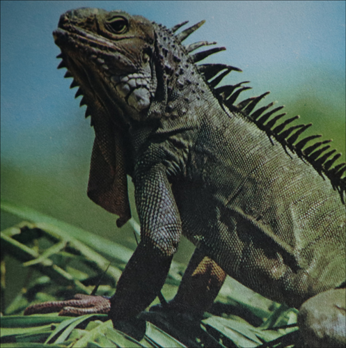An iguana.