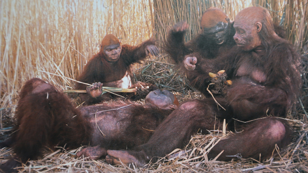 A Paranthropus family group.