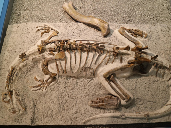 A skeleton of a Plateosaurus juvenile on display.
