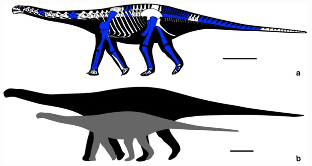 Amanzia skeletal drawing and size comparison with Cetiosauriscus stewarti.