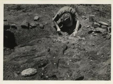 Excavating dinosaur fossils in Lesotho (circa 1955).
