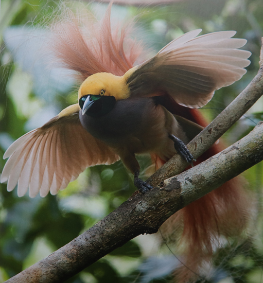 Goldie's bird of paradise (male) displays.