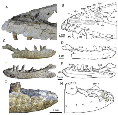 Views of the upper and lower Jaw of J. wangi with accompanying line drawings.
