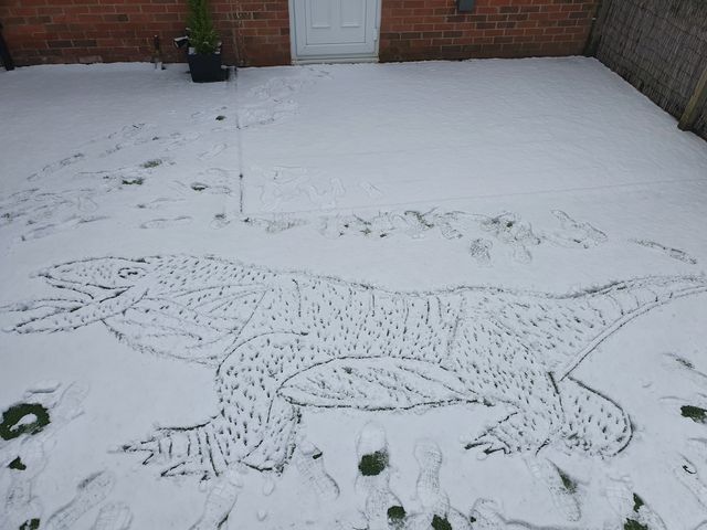 Komodo dragon in the snow
