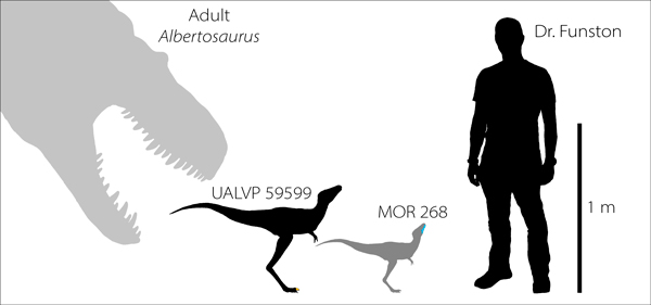 Comparing the juvenile tyrannosaur specimens.