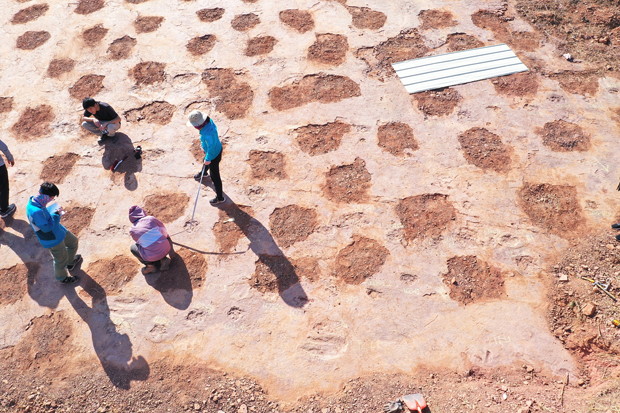Extensive dinosaur tracks uncovered in China.