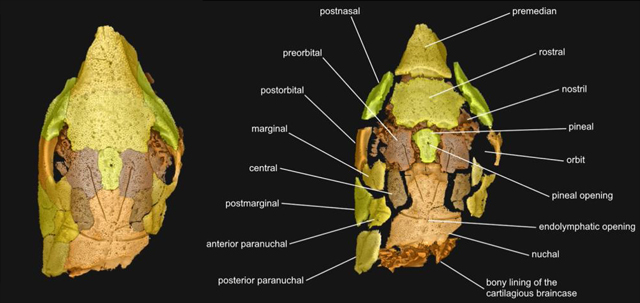 A digital model of the skull of Brindabellaspis stensioi.