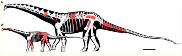 Punatitan coughlini (c) and (d) Bravasaurus arrierosorum. Fossil material shown in red. Scale bar = 1 metre.