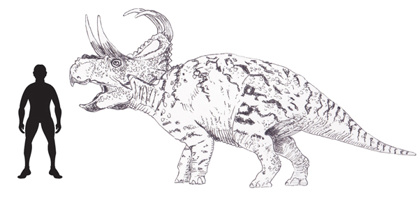 Machairoceratops Scale Drawing