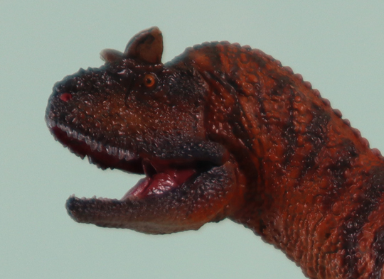 The head of the PNSO Carnotaurus dinosaur model
