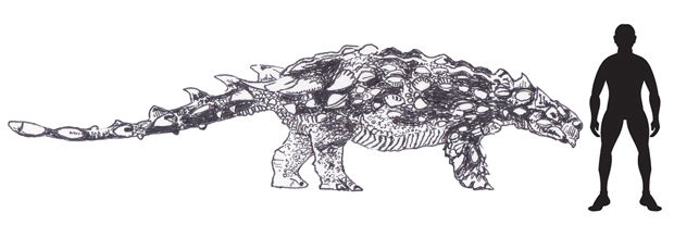 Pinacosaurus scale drawing.