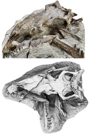 Photograph (top) and a model of a deformed skull resulting from the fossilisation process (below)