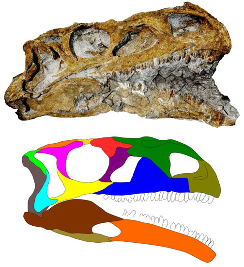 Plateosaurus trossingensis skull and drawing.