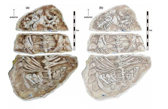 Photograph (a) and line drawing (b) of ankylosaurid fossil material.