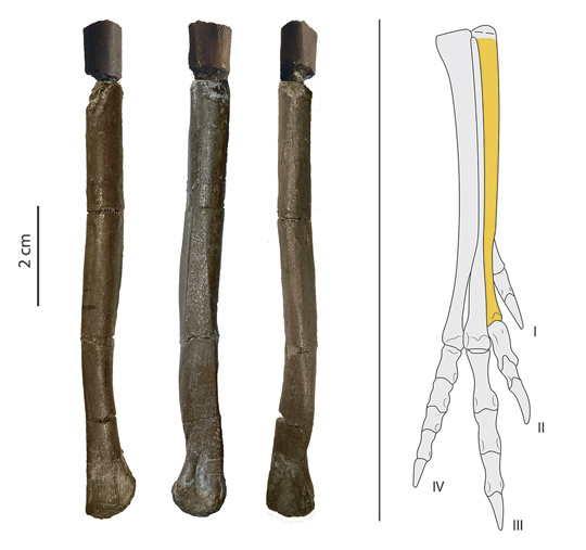 The Single Fossil Bone (Metatarsal) of Tamarro insperatus 