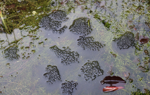 Frogspawn spotted in the Everything Dinosaur office pond