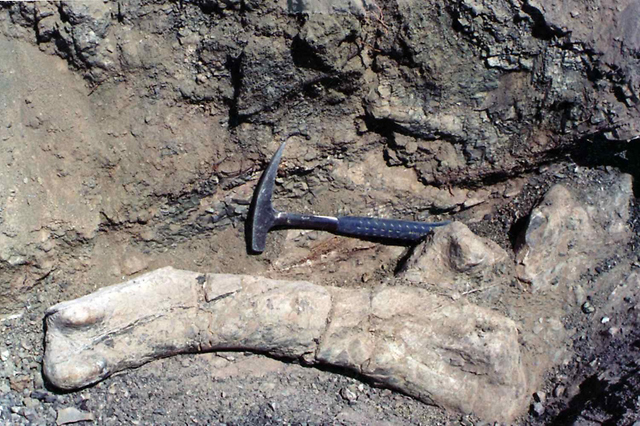 Arackar licanantay fossil material being excavated