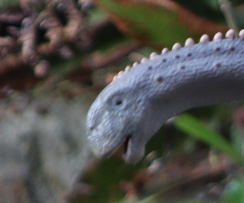 CollectA Deluxe Mamenchisaurus (close view of the head)