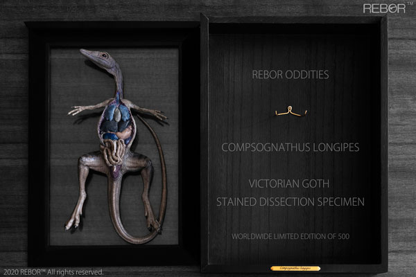 The Rebor Oddities Compsognathus longipes Preserved Dissection Specimen (Victorian Goth)