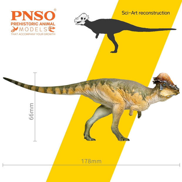 PNSO Austin the Pachycephalosaurus model measurements