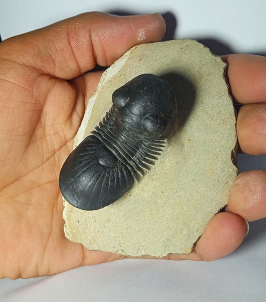 A stunning Moroccan trilobite (Paralejurus rehamnanus)