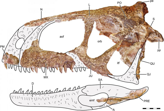 Skull Bones associated with Llukalkan aliocranius