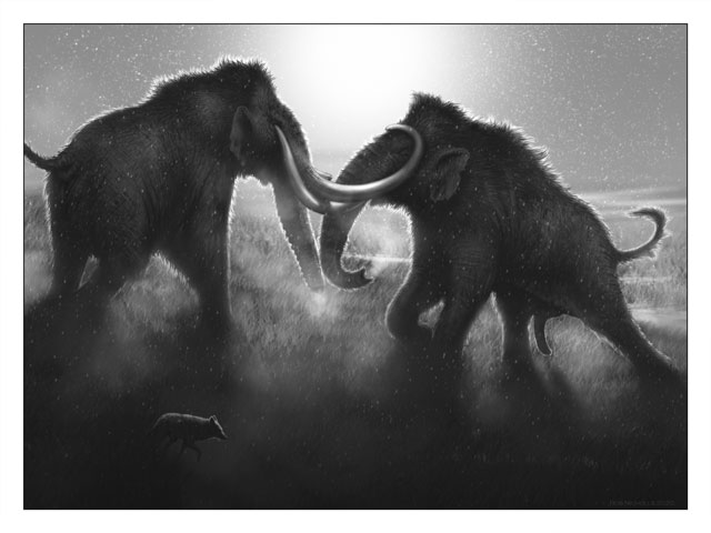 Fighting Columbian mammoths