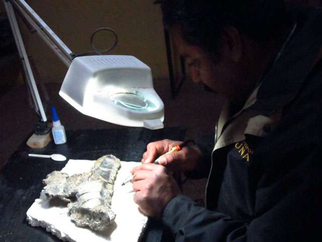 Cleaning and preparing Tlatolophus galorum fossils