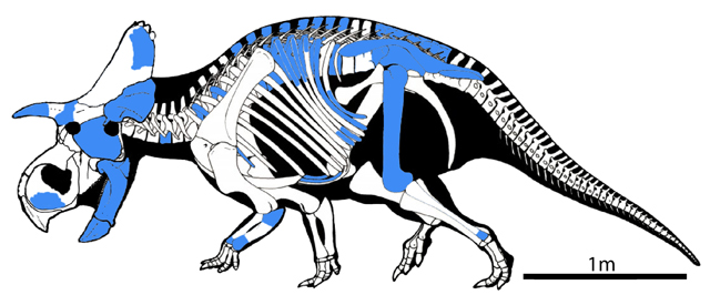 A skeletal reconstruction of Menefeeceratops showing known bones in blue.