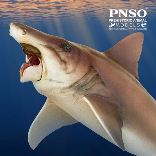 PNSO Haylee the Helicoprion