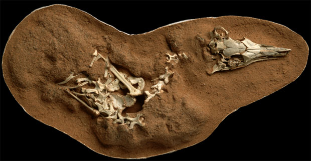 Photograph of fossilised Shuvuuia deserti skeleton.