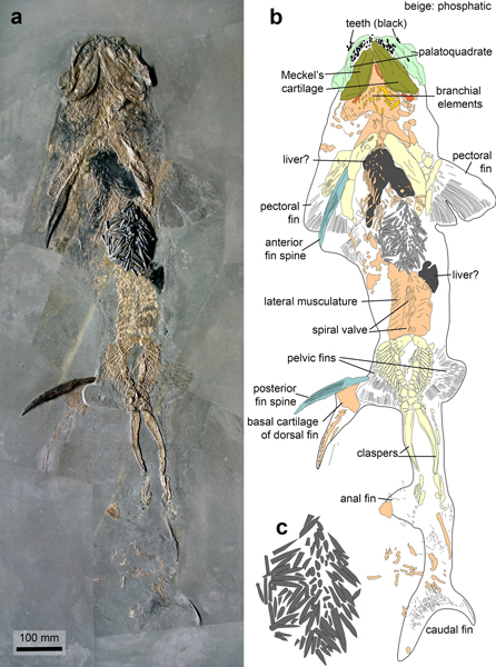 Hybodus shark fossil with stomach clogged by belemnite rostra