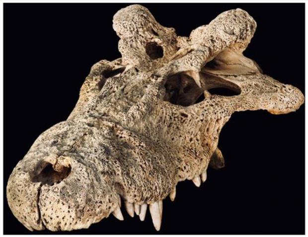 Voay robustus - horned crocodile skull