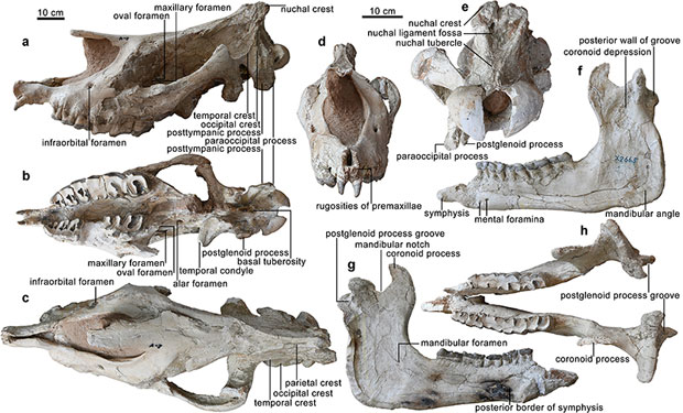 The holotype (HMV 2006) of Paraceratherium linxiaense