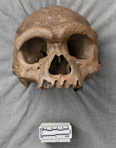 Harbin hominin skull.