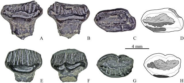 Examples of very worn stegosaur teeth from the Teete locality (Siberia).