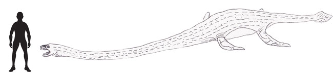 Elasmosaurus scale drawing