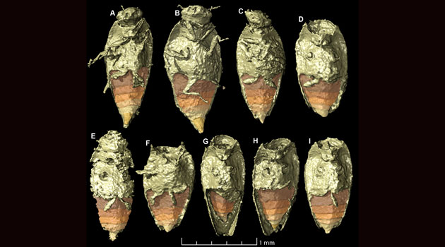 Images of the Triassic beetle Triamyxa coprolithica