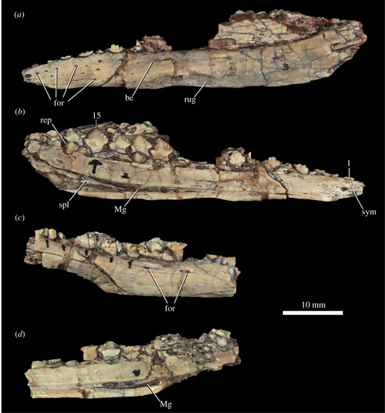 Bones from the Lower Jaw of Scutellosaurus