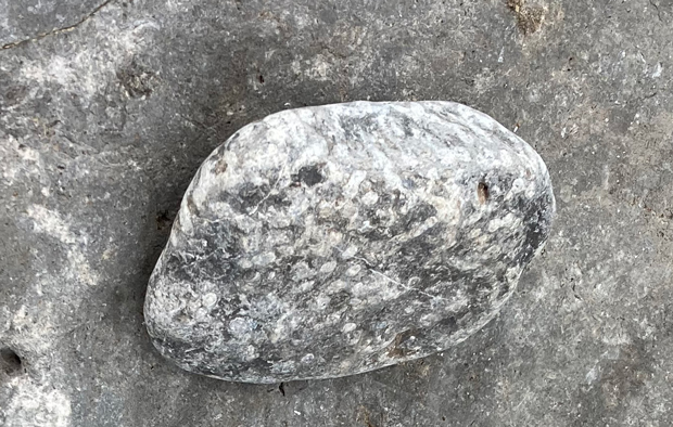 Pebble containing coral fossils.